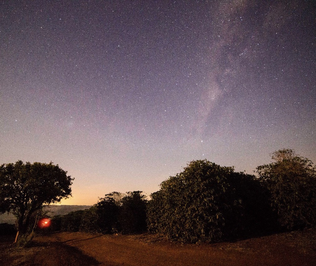 The same photo with a reddish-orange orb drawn under the big tree, at mid-height, next to the coffee field