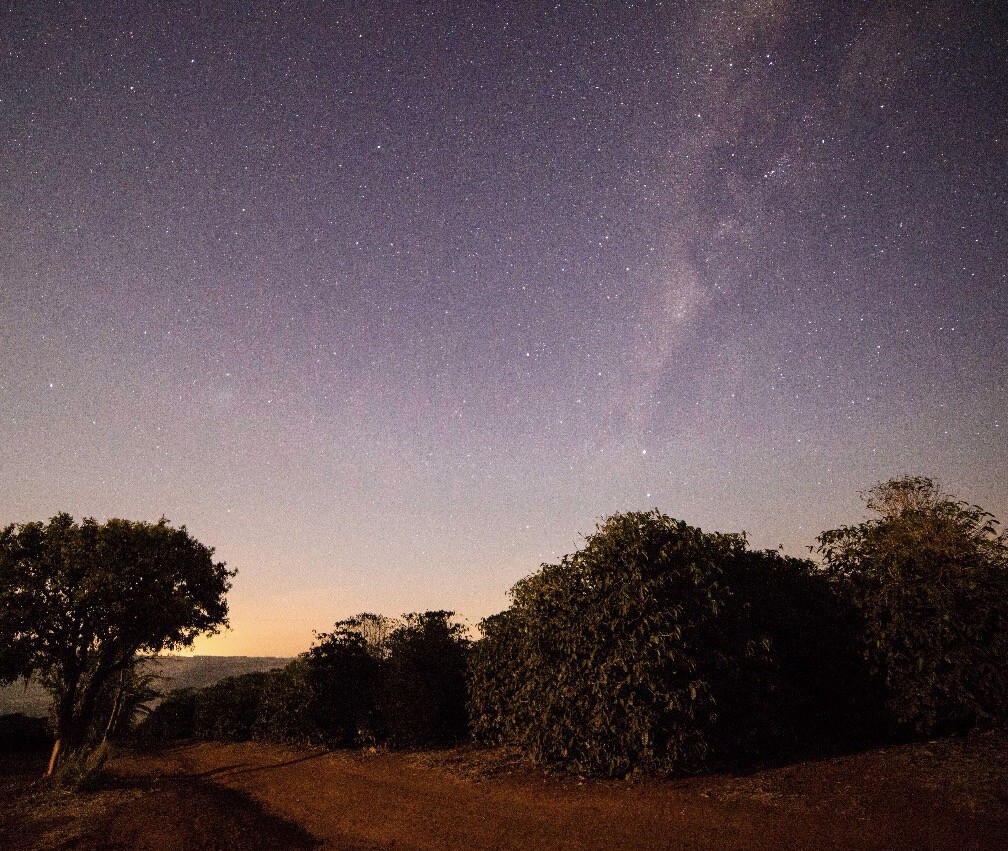 Night photo of the coffee field: a starry sky with the Milky Way, a big tree on the left, coffee plants on the right and the red dirt road